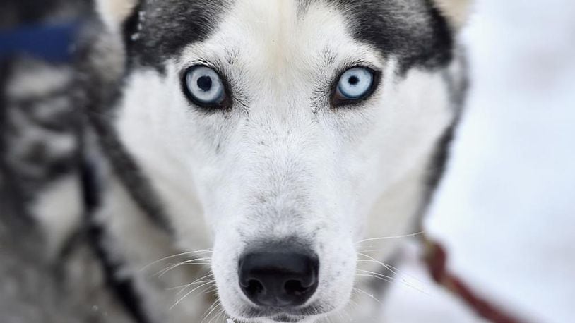 The owner of a husky in Tooele, Utah (not pictured) is facing 27 misdemeanor charges after her husky, Nikita, killed more than two dozen animals at a nearby children's petting zoo.
