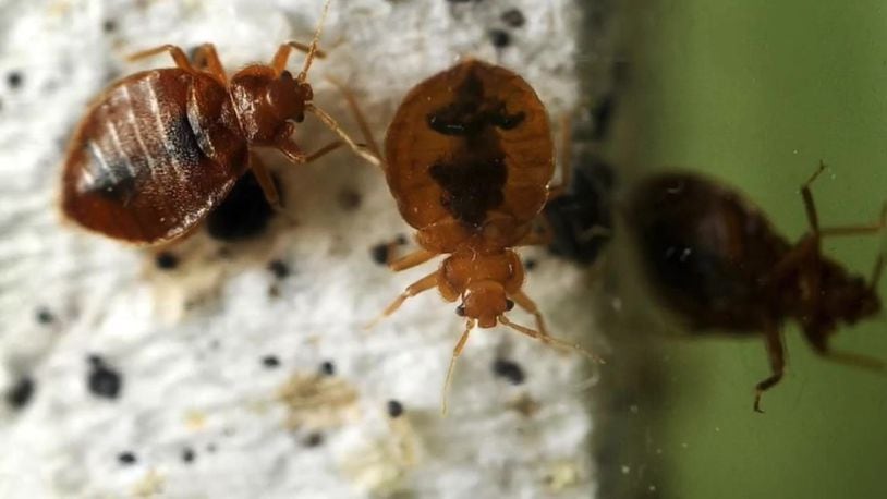 Dayton, other Ohio cities rank in Top 50 Bed Bugs list
