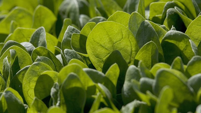 WATSONVILLE, CA - SEPTEMBER 23:  Baby spinach grows in a field September 23, 2006 in Watsonville, California. With the recent outbreak of E. Coli being traced to spinach farms in California, growers are looking for ways to make up for the losses they are suffering.  (Photo by David Paul Morris/Getty Images)