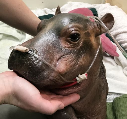 Cincinnati Zoo baby hippo update: Fiona has been taken off oxygen