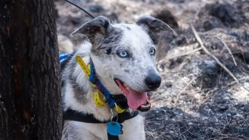 Dogs are being used to help save other animals from wildfires that have ravaged Australia. Bear, a detection dog, has helped find 15 koalas.