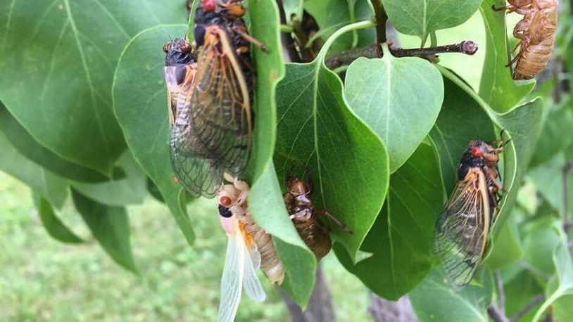 Cicadas in various stages of development are shown near Vandalia. Photo contributed by Aja Haywood