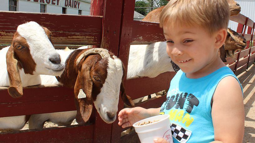 Mason Johnson from Kettering feeds the goats at Young’s Jersey Dairy. JEFF GUERINI/STAFF