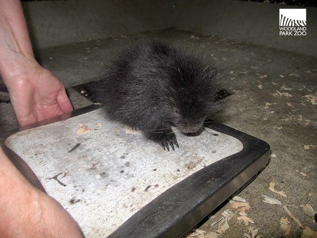 PHOTOS: New porcupette at Woodland Zoo is so cute it hurts
