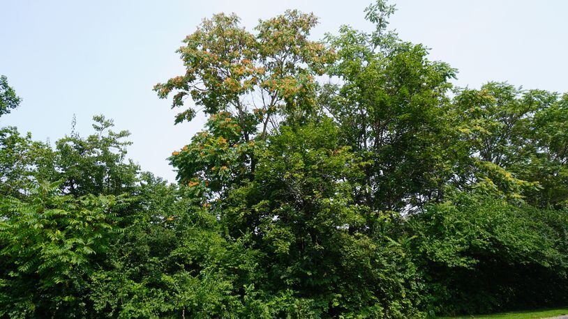 The orangish blotches on the middle tree are the seed pods of the tree-of-heaven and can be easily seen from a distance. CONTRIBUTED