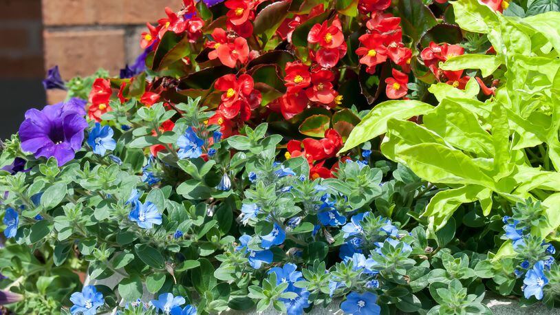 Blue My Mind evolvulus and offers a rare blue color than stand out with the this Gold Mound duranta red begonia. (Norman Winter/TNS)