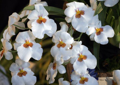 Spring Orchid Sale & Show