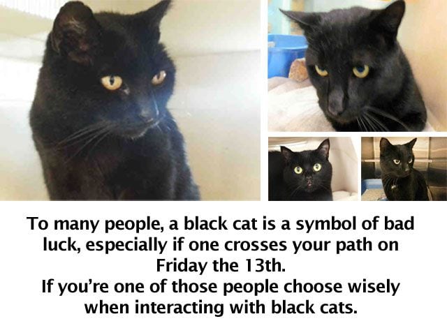 Black cats you can save on Friday the 13th