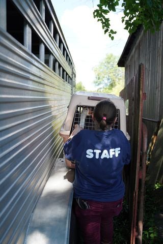 26 animals removed from Jefferson Twp. farm