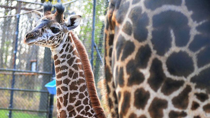 FILE PHOTO The Toronto Zoo introduced their new female Masai giraffe calf called Mstari in 2013. Mstari gave birth to a calf of her own this week.