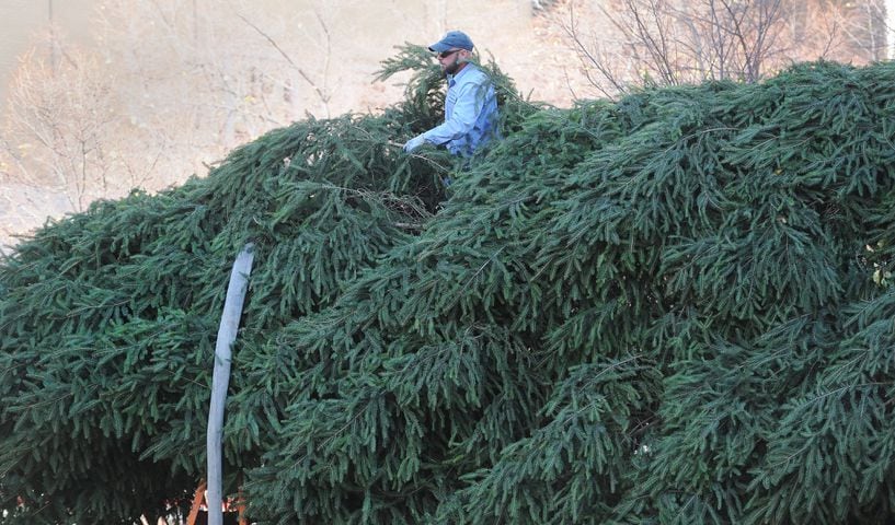 PHOTOS: Tree arrives for Dayton Holiday Festival