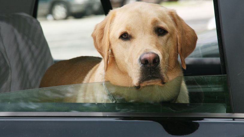 In addition to properly restraining pets on car trips, pet owners can take steps to ensure their pets are safe. Metro Creative Connection photo