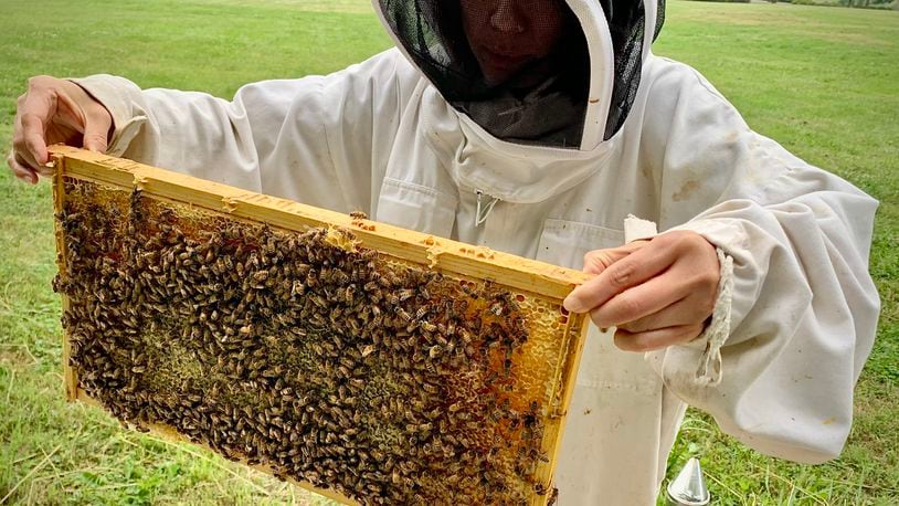 Hongmei Li-Byarlay, research assistant professor of entomology at Central State University, checks the frames at the bee hives Monday, June 19, 2023. MARSHALL GORBY\STAFF