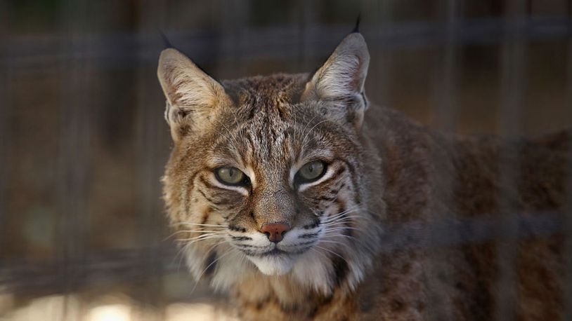 Bobcat. File photo. (Photo by John Moore/Getty Images)