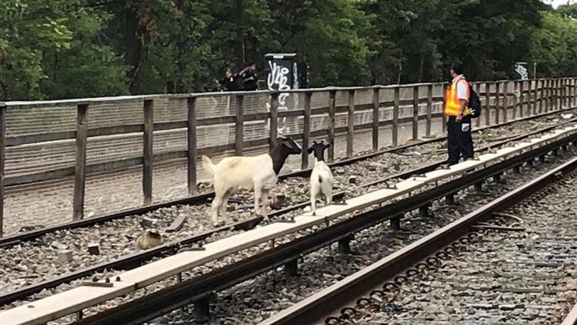 Two goats were roaming free on a track train in Brooklyn on Monday morning.