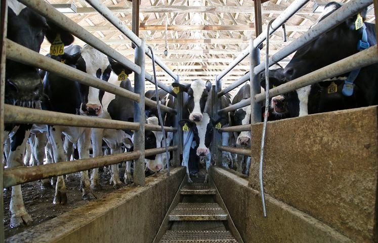 3rd generation dairy farmer concerned about smaller farms