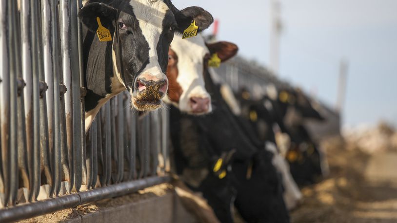 Holstein dairy cows eat a grain mixture at Dutch Road Dairy outside of Muleshoe, Texas, on Jan. 4, 2016. A highly fatal form of avian influenza, or bird flu, has been confirmed in U.S. cattle in eight states, including Ohio, according to the Department of Agriculture as of April 16, 2024. The bird flu in Ohio was detected in a herd in Wood County, according to the Ohio Department of Agriculture. That dairy operation had received cows on March 8, 2024, from a Texas dairy, which later reported a confirmed detection of the highly pathogenic avian influenza. (Allison Terry/The New York Times)