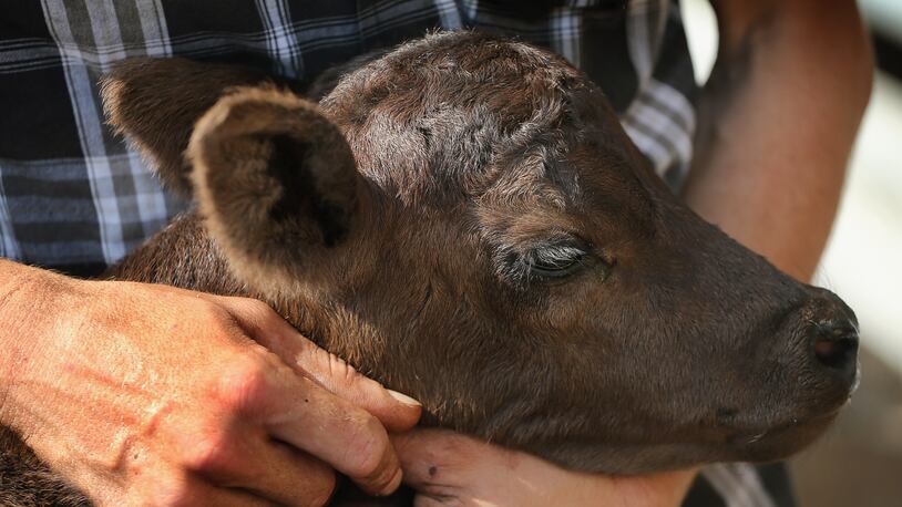 A three-day-old calf.  (Photo: Scott Olson/Getty Images)