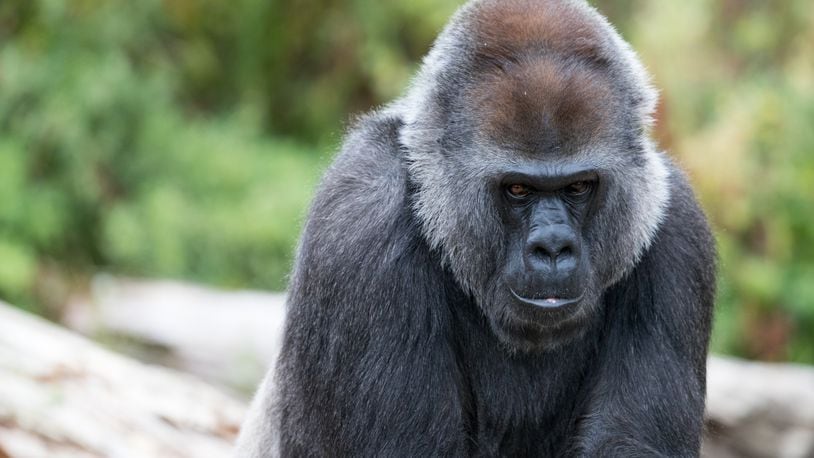 An adult gorilla at the zoo in Bristol, England. Gorillas are one of the species of primates at risk for extinction, according to a new study.