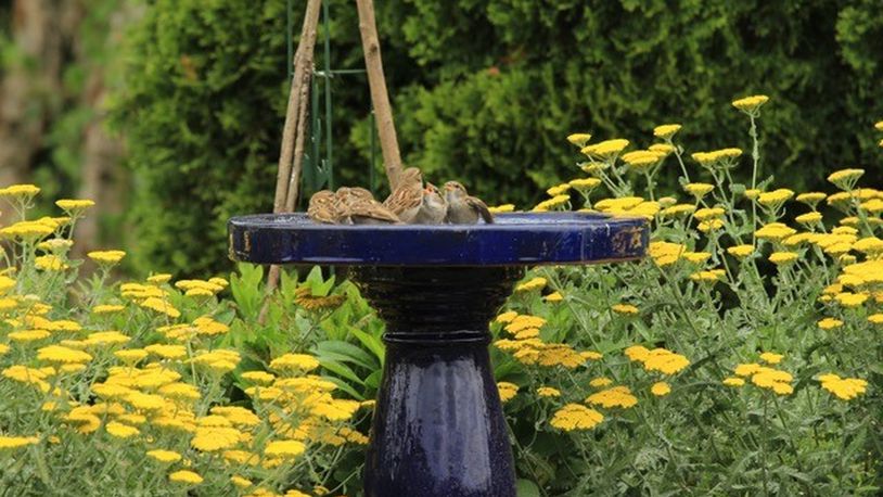 Lou Orban of Bellbrook took this photo on May 24. As he says, “Baby birds are always hungry. Feeding them seems to be a full-time job for mama bird.”