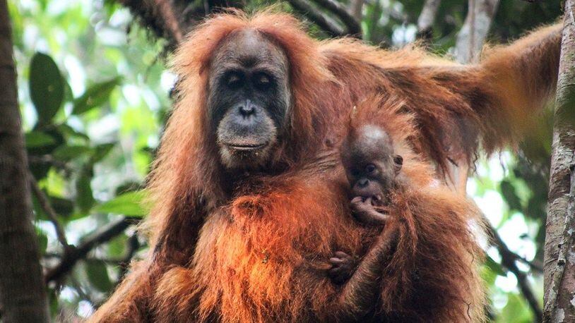 An undated handout photo made available by the Sumatran Orangutan Conservation Program (SOCP) shows a Tapanuli orangutan hanging on a tree in Batang Toru, Tapanuli, North Sumatra, Indonesia.