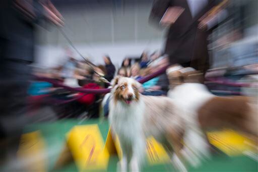 An Australian Shepherd stands in the competition ring