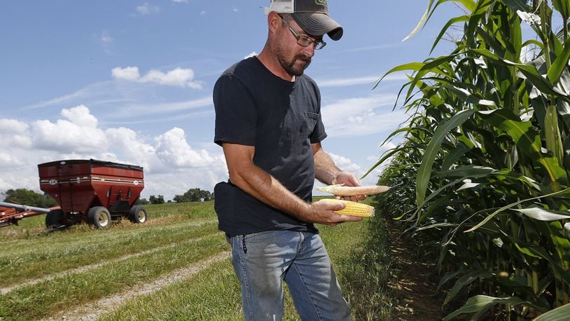 Third generation farmer Darren Reed, 36, from Jamestown compares a relatively healthy ear of corn with an ear from the next plant over which has no developed kernels. Reed says the weather has been huge factor for farmers since a wet harvest season in late 2018 prevented many from getting crops out the field and into spring when they couldn’t plant because it was too wet. TY GREENLEES / STAFF