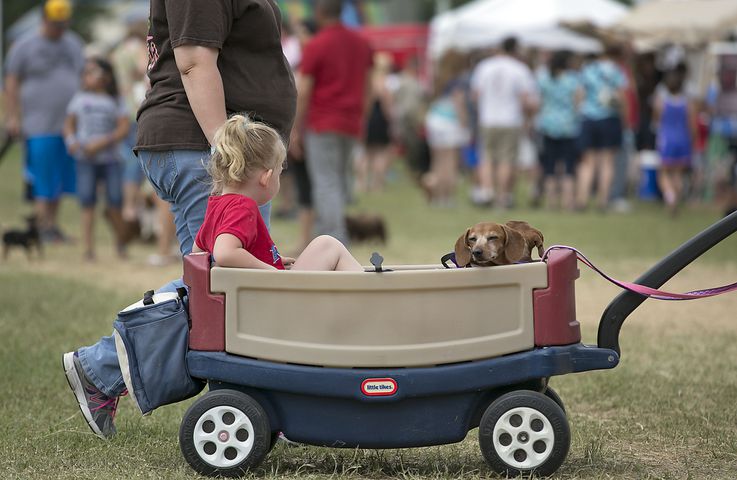 Buda Wiener Dog Race, 4.26.15