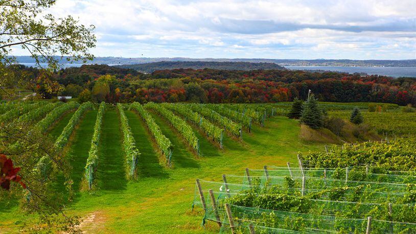 A vineyard field in Old Mission Peninsula, Mich. (Dreamstime)