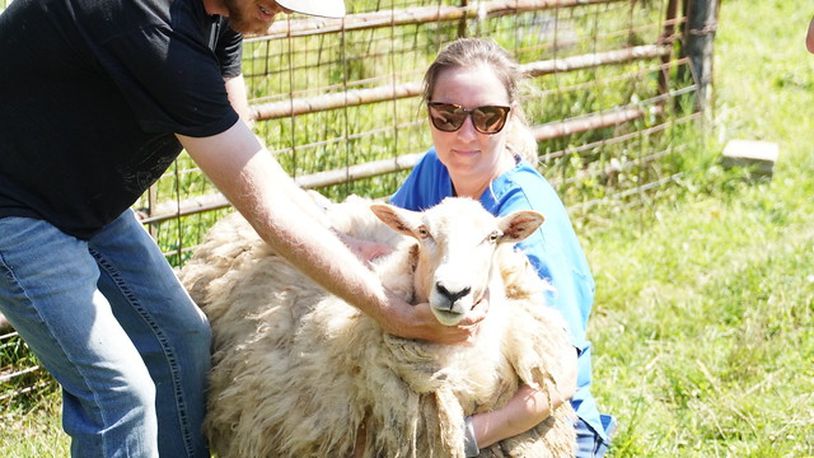 Agents from the Humane Society of Greater Dayton on Wednesday, Aug. 17, 2022, removed 26 animals, including sheep, horses, geese and emus, from a Germantown Pike farm in Jefferson Twp. CONTRIBUTED