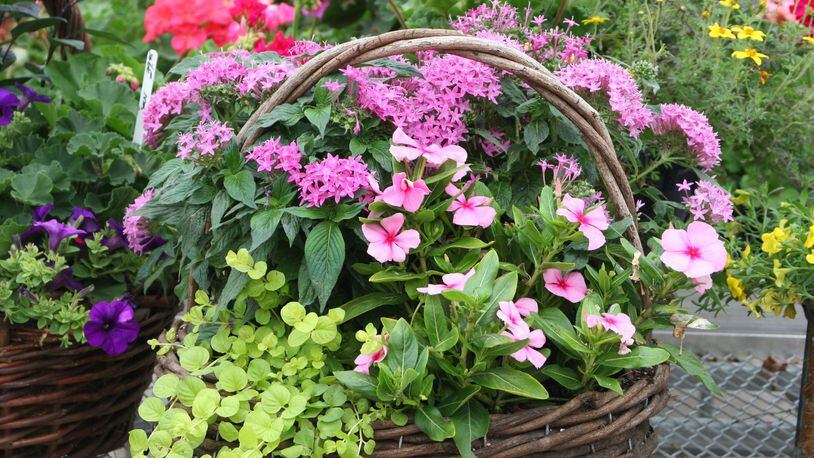 Containers are usually planted in soilless mixes and require the same care as hanging baskets. CONTRIBUTED
