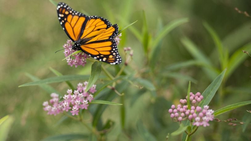 The second annual Pollinator Expo June 20 at the Wright Brothers Memorial will highlight the monarch butterfly. More than 30 informational tables from various organizations across the state will be in attendance, highlighting their efforts and offering guidance on how to help improve the pollinator population. (U.S. Army photo/Rachel Larue)
