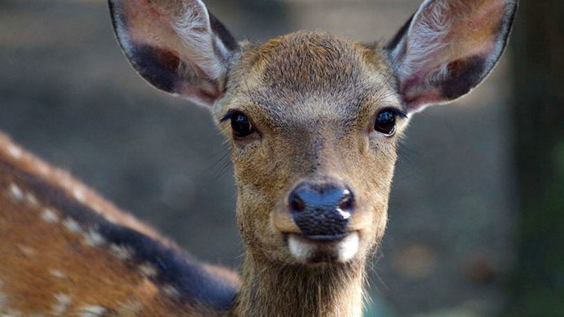 A deer, similar to the one pictured here, leaped over a woman who had just finished pumping gas at a station in Brunswick, Georgia. The animal kicked the woman in the head in the process. Both woman and deer were fine.