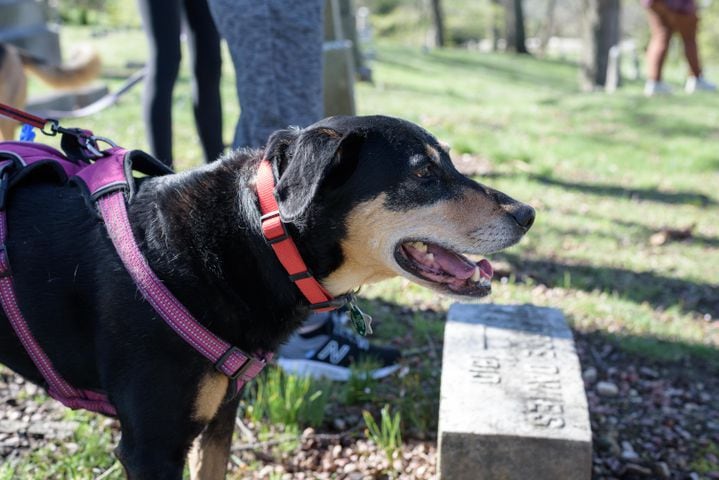 PHOTOS: Woof Walk at Woodland Cemetery & Arboretum