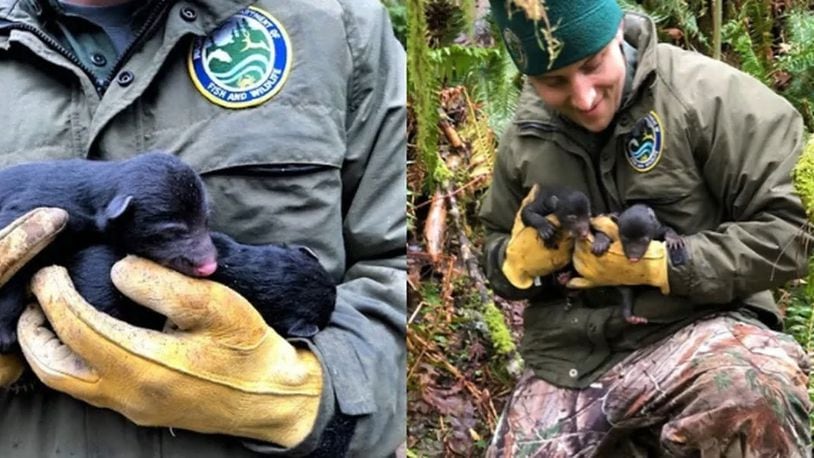 Workers with the Washington State Department of Natural Resources came to the rescue over the weekend when they saved a pair of baby black bears who had been abandoned by their mother. (Washington State Department of Natural Resources)