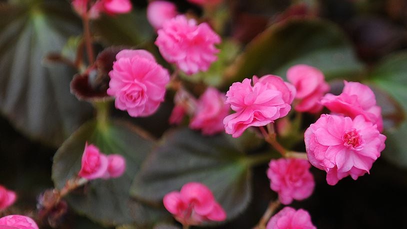 A Pink Begonia, blooms in the greenhouse at North Dayton Garden Center. MARSHALL GORBY\STAFF