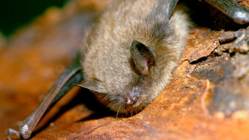 Little Brown Bat roosting on tree bark. (Photo by: MyLoupe/UIG via Getty Images)