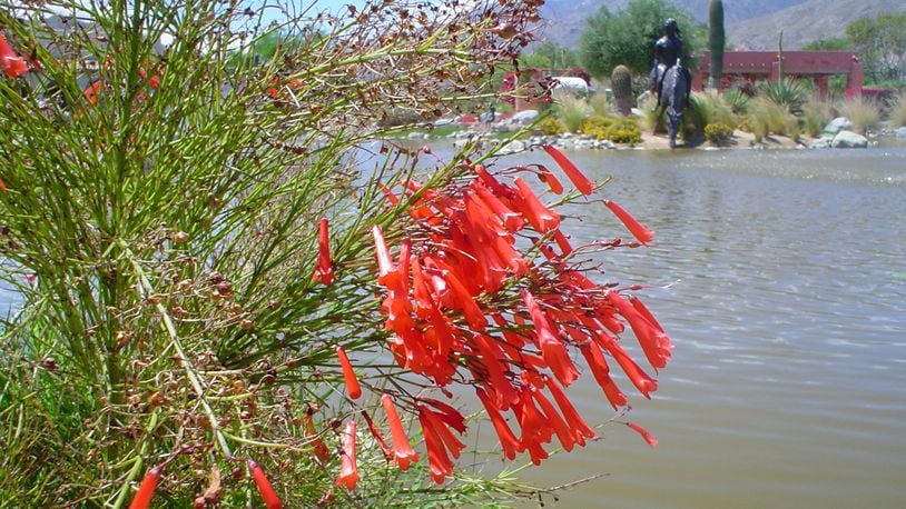 A large, mature firecracker thrives in full sun in Palm Springs, Calif., a searing low desert climate. (Maureen Gilmer)