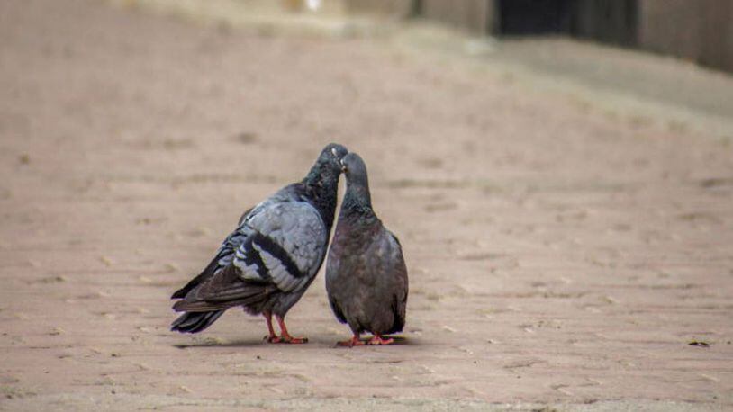 One of the cowboy pigeons in Las Vegas has been caught, a rescue group said.