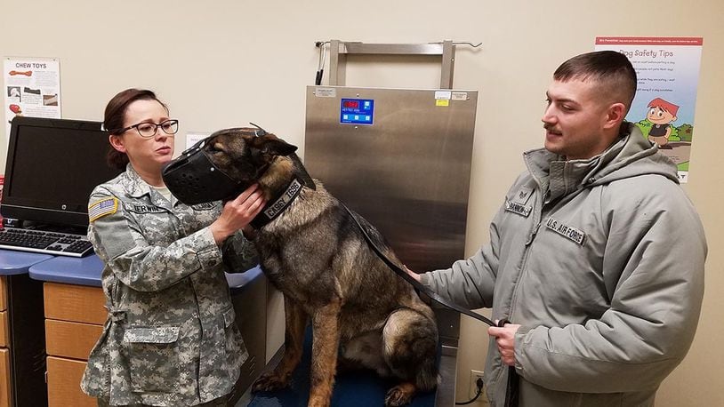 Army Capt. Cassandra Kerwin, veterinary doctor/branch chief and officer in charge of the veterinary clinic, 88th Medical Group, checks the lymph nodes of Casey, a military working dog who recently had surgery for a ruptured disk. Casey’s handler is Staff Sgt. Curtis Shannon with the 88th Security Forces Squadron. (U.S. Air Force photo/Laura McGowan)