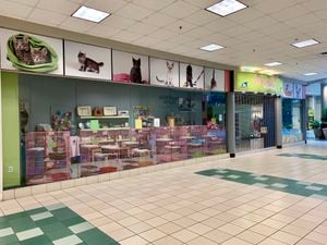 MeowZa Cat Boutique reopening at Dayton Mall Tuesday