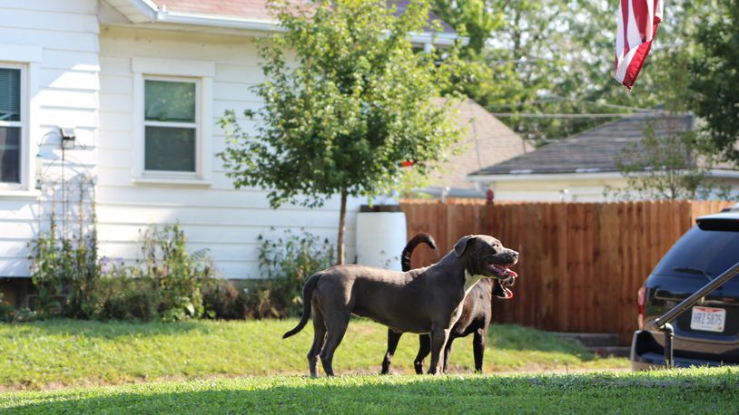 Two loose dogs wander through yards in East Dayton on Friday. Dayton police regularly receive complaints about barking dogs and other dog issues. CORNELIUS FROLIK / STAFF