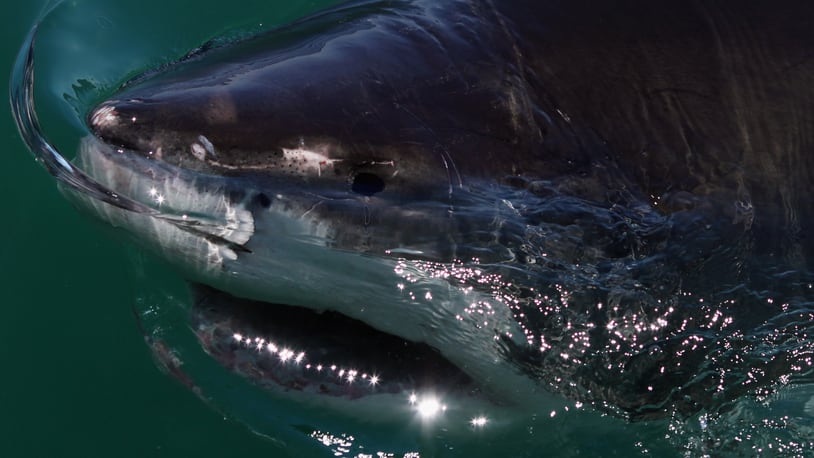 A Great White Shark.  (Photo by Dan Kitwood/Getty Images)
