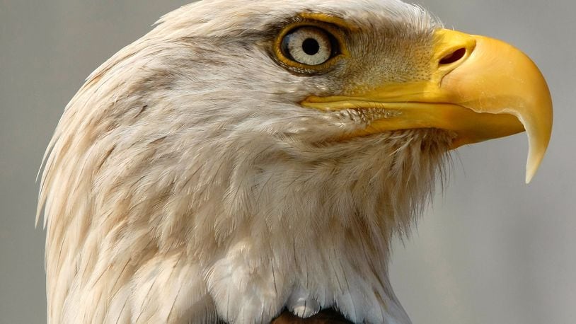 A bald eagle, like the one pictured above, recently died in eastern Pennsylvania after suspected lead poisoning from ingesting lead from ammo left in the wild by hunters.