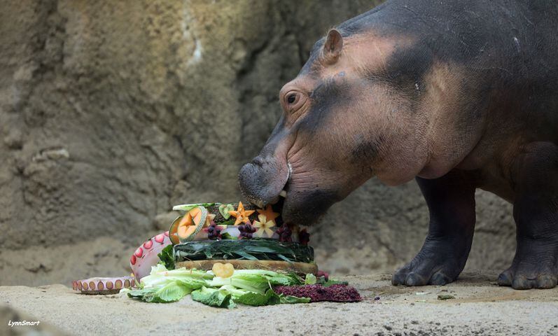 Happy birthday Fiona! Celebrate the famous hippo and help injured animals in Australia