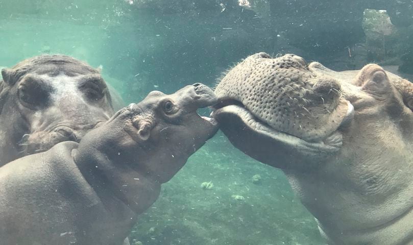Why you may not see Fiona’s dad, Henry, at the Cincinnati Zoo