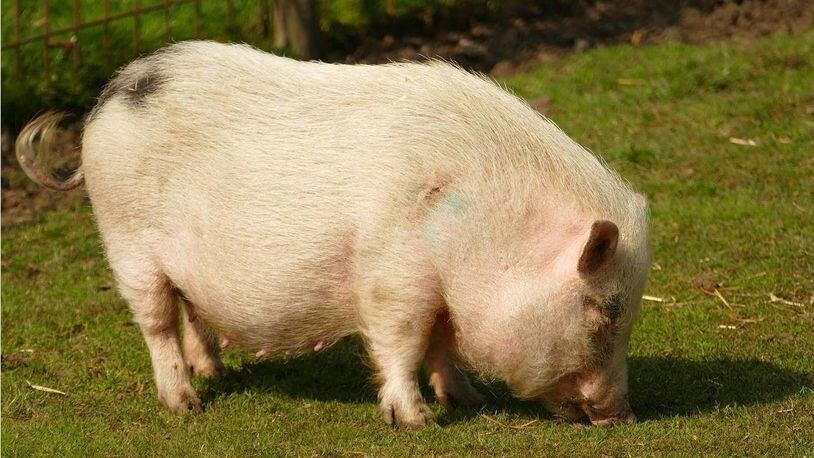 A pair of pot-bellied pigs were frightened by fireworks on Thursday and ran away from their Iowa home.