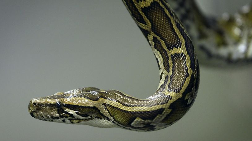 A pet Burmese Python, similar to the one pictured here, escaped from its home in Beech Grove, Indiana, as long as five days ago. Police are asking residents to call them if they spot it.