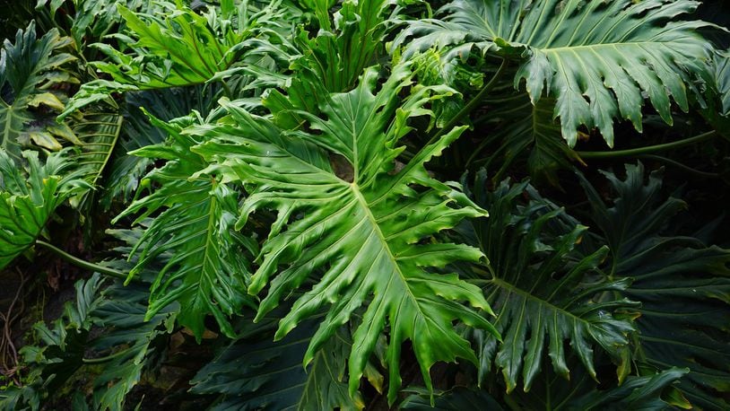 A philodendron plant like the one owned by 83-year-old Gabrellen Pfarr of Lancaster, Pennsylvania. Pfarr is looking for someone to care for the plant when she passes away.