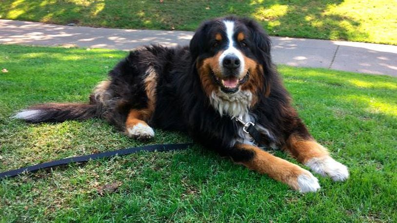 Izzy, a 9-year-old Bernese Mountain Dog who belongs to Jack Weaver's parents, relaxes Saturday, Oct. 14, 2017, in Windsor, Calif. (AP Photo/Jonathan Copper)